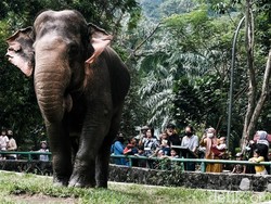 Nostalgia Warga Usai Terakhir ke Ragunan Tahun 80-an