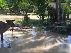 Keluh Kesah Warga Korban Banjir di Malaka NTT, Terancam Gagal Panen