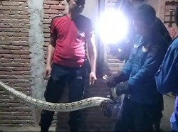 Ngeri! Ular Sanca 2,5 Meter Nangkring di Plafon Rumah Warga di Sulbar