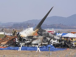 Bird Strike Terkait Kecelakaan Jeju Air, Apa Itu?