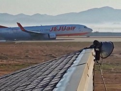 6 Kecelakaan Pesawat karena Bird Strike, Terbaru Jeju Air