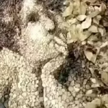 Tes Kepribadian: Gambar Pertama yang Dilihat Bisa Tunjukkan Kamu Bahagia atau Dilanda Stres dalam Hidup