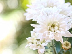 Makna Warna Bunga untuk Kado Valentine, Ungkapkan Perasaanmu dengan Tepat!