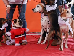 Apakah Anjing Benar-benar Suka Menonton? Ini Kata Studi