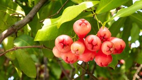 5 Tanaman Buah Ini Tahan Genangan Air, Tak Perlu Takut saat Hujan