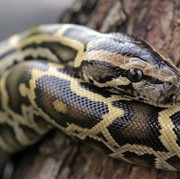 5 Cara Efektif Mendeteksi Keberadaan Ular di Rumah, Kamu Perlu Tahu!