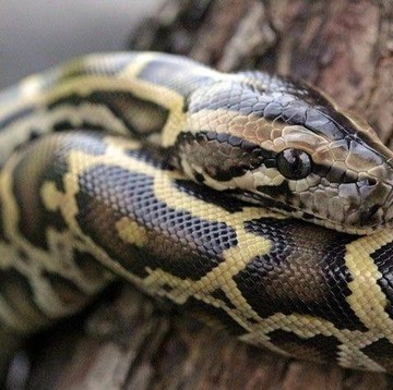 5 Cara Efektif Mendeteksi Keberadaan Ular di Rumah, Kamu Perlu Tahu!