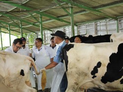 Kementan Genjot Vaksinasi Massal PMK di Jatim