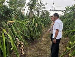 Remaja di Banyuwangi Ditemukan Tewas Mengenaskan di Kebun Buah Naga