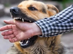 Tiga Warga Digigit, Satpol PP Dikerahkan Buru Anjing Liar di Ruteng