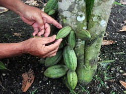 Harga Cokelat Lagi Melonjak, Prabowo Mau RI Kebut Produksi Kakao