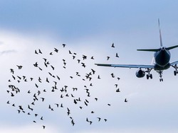 Video: Mengulik Bird Strike, Diduga Jadi Penyebab Jatuhnya Jeju Air