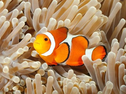 3 Dongeng Ikan Badut Seperti 'Finding Nemo' yang Menarik untuk Dibacakan ke Anak Sebelum Tidur