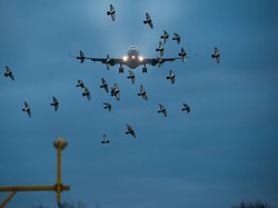 Pakar Jelaskan Kenapa Burung Bisa Sangat Membahayakan Penerbangan