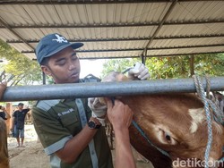 Per Hari Ini, 30 Ekor Sapi di Kabupaten Blitar Mendadak Mati gegara PMK