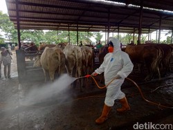 Ratusan Sapi di Sragen Terpapar PMK, 64 Mati