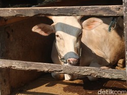 1 Sapi di Gunungkidul Mati Positif Antraks