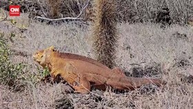 VIDEO: Iguana Kuning Mudik ke Pulau Santiago Demi Restorasi Ekosistem