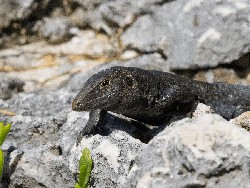 Sempat Terancam Punah, Reptil Langka di Pulau Ini Populasinya Meningkat Pesat