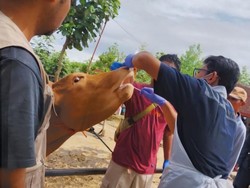 1.638 Sapi di Jateng Terpapar PMK, Baru 25 Ekor yang Sembuh