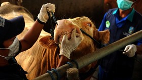 Ratusan Sapi di DIY Hingga Jatim Mati karena Terjangkit PMK