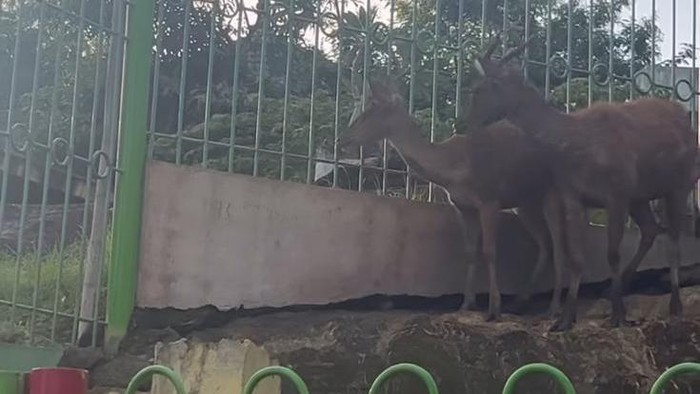 Taman Satwa Waduk Gajah Mungkur di Wonigiri Jadi Sorotan Netizen, Dinilai Tak Terurus hingga Gajah Dirantai