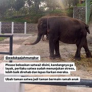 Taman Satwa Waduk Gajah Mungkur di Wonigiri Jadi Sorotan Netizen, Dinilai Tak Terurus hingga Gajah Dirantai