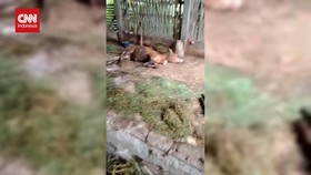 VIDEO: Wabah Penyakit Mulut dan Kuku Merebak di Jawa Timur
