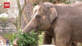 VIDEO: Akhir Tahun Istimewa Gajah-gajah Berlin, Dapat Santapan Spesial