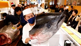 Seekor Ikan Tuna Seberat 276 Kg Laku Rp20 M dalam Lelang di Tokyo