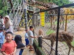 210.338 Orang Kunjungi KBS Selama Libur Nataru