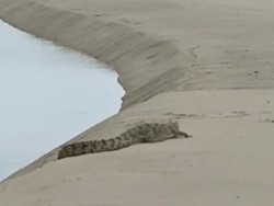 2 Buaya Muncul di Kawasan Pantai Cine Bangka Barat, Warga Resah