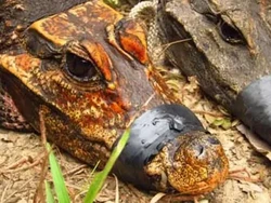 Ilmuwan Temukan Buaya Kerdil Oranye, Diduga Jadi Spesies Baru