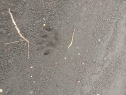 Misteri Jejak Hewan di Alas Grempeng Gunungkidul, Tapak Macan Loreng?