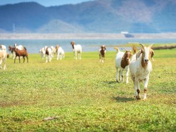 Hewan Kurban Paling Utama: Unta, Sapi atau Kambing?