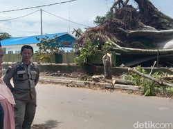 Pohon Randu Raksasa Tumbang, Warga Indramayu Menangis