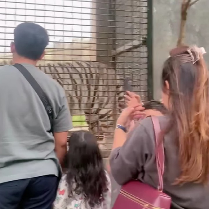 <p>Serunya lagi, Kiky berkeliling melihat satwa liar seperti buaya, macan sampai harimau. Ia bahkan memberi makan harimau di dalam kandang besi. (Foto: @lembang_parkzoo)</p>