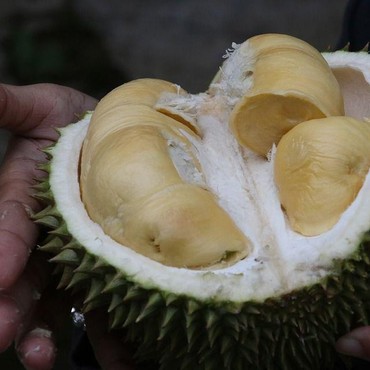 5 Makanan dan Minuman yang Dilarang Dimakan dengan Durian, Efeknya Nggak Main-main