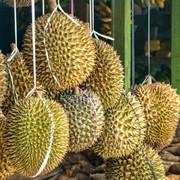 5 Destinasi Wisata Durian di Jakarta dan Sekitarnya, Ada yang Bisa Petik dan Makan dari Kebun Langsung!