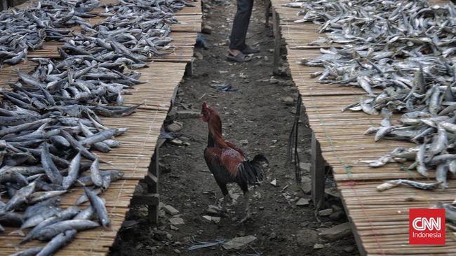 Bahaya ikan asin berformalin perlu diwaspadai. Kenali cirinya dan pahami dampaknya bagi kesehatan sebelum membeli.