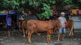 17.871 Hewan Ternak Mati Imbas Banjir di Aceh Timur