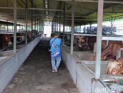 Video: Ratusan Sapi di Tasikmalaya Terjangkit PMK