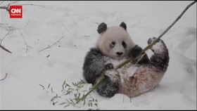 VIDEO: Aksi Menggemaskan Panda Bermain Salju di AS