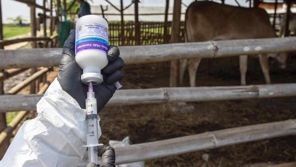 PMK Jatim Capai 927 Kasus, Khofifah Distribusikan 453 Ribu Vaksin