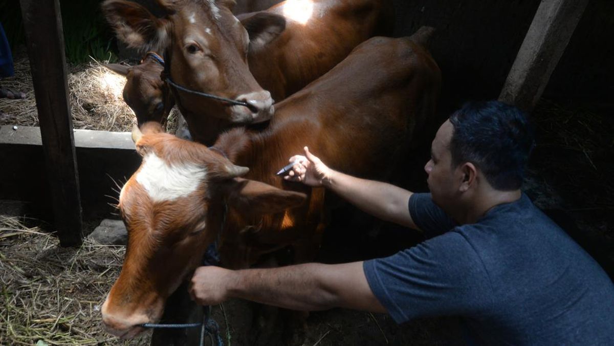 Impor 700 Ribu Sapi Hidup, Bapanas Pastikan Stok Daging Lebaran Aman