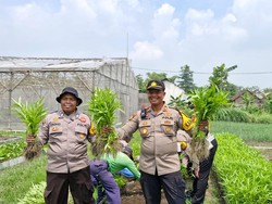 Polisi dan Warga di Sidoarjo Panen Kangkung Dukung Ketahanan Pangan
