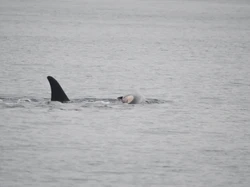 Momen Duka Induk Paus Orca Gendong Bangkai Anak