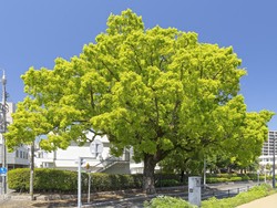 Pohon-pohon Ini Selamat dari Bom Atom Hiroshima-Nagasaki 1945