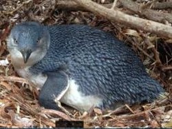 Kehidupan Penguin Kecil Terancam karena Aktivitas Manusia, Ini Dampaknya