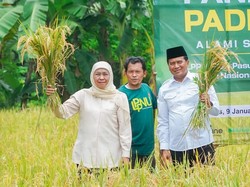 Khofifah Dorong Penggunaan Pupuk Probiotik Hasilkan Beras Rendah Karbo-Kalori